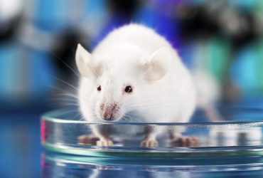 امکان دید در شب در موش‌ها با تزریق نانوآنتن به چشم موش