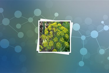 افزایش اثربخشی دارویی عصاره گیاه رازیانه به کمک فناوری نانو