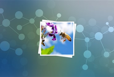 گـل‌ها از فناوری‌ نانو برای جذب زنبورها استفاده می‌کنند