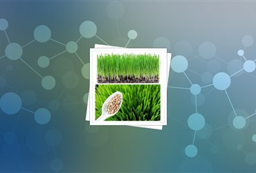 افزایش نرخ رشد جوانه‌ی گندم در حضور نانولوله‌های کربنی تک‌جداره