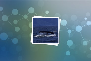 روشی برای رصد تغییرات هورمونی در نهنگ‌ها در مقیاس‌نانومتری