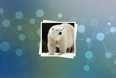«موی خرس قطبی» غنیمتی برای صنعت نساجی!