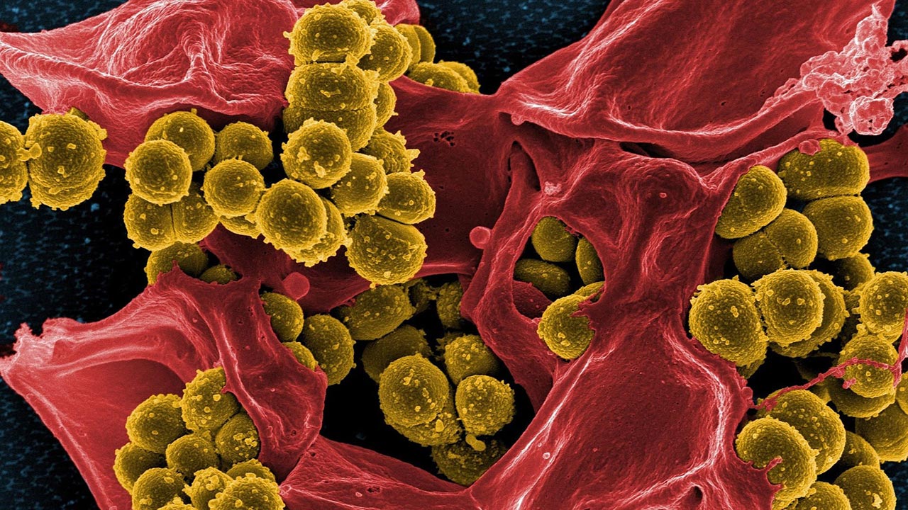 همگرایی نانو و زیست‌فناوری برای مقابله با مقاومت آنتی‌بیوتیکی باکتری‌ها