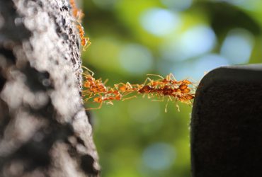 الهام از مورچه‌ها برای ترمیم مدارهای الکترونیکی شکسته شده