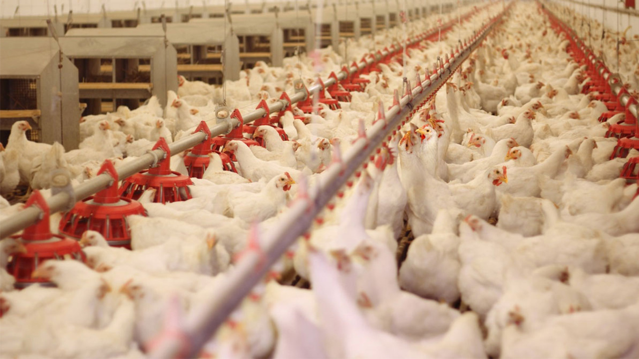 کنسرسیومی برای حل مقاومت آنتی‌بیوتیکی در مرغ‌ها با فناوری‌نانو