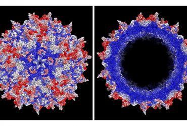 استفاده از سه فناوری برای ساخت نانوحامل ویروسی