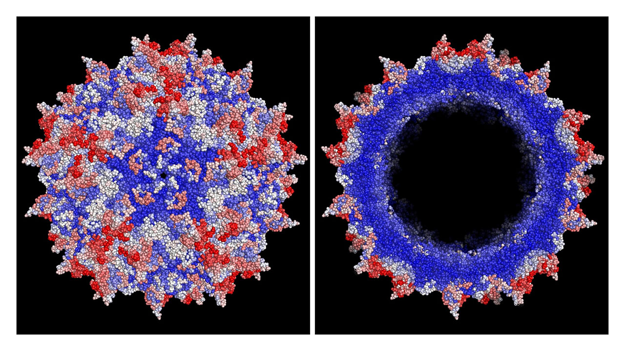 استفاده از سه فناوری برای ساخت نانوحامل ویروسی