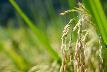دستکاری ژنوم گیاه برنج برای افزودن ویتامین A با استفاده از CRISPR-Cas9