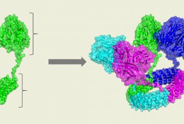 مهندسی پروتئین برای ایجاد حامل مواد زیستی