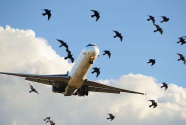 نانوپوششی که جان پرندگان را در حین پرواز نجات می‌دهد!
