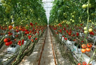 افزایش ۲۰ درصدی تولید گوجه‌فرنگی گلخانه‌ای با فناوری ‌نانو