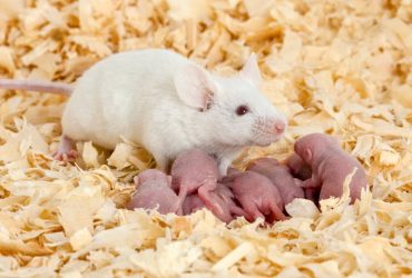 نانودارویی که موجب جلوگیری از زایمان زودرس در موش‌ها شد