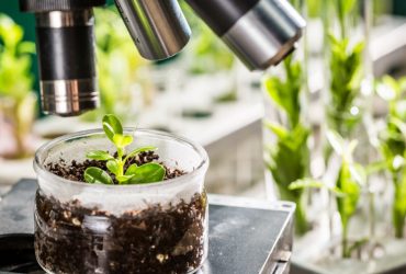 استفاده از گیاه برای تولید نانوذرات مغناطیسی با خواص ضدقارچ