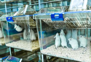 نانوذرات پوشش‌دار، نوعی فیبروز ریوی را در موش‌ها درمان کرد