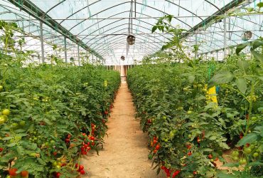 بهبود کارایی کشت گوجه‌فرنگی با فناوری‌ نانوحباب ایرانی