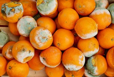 تبدیل پرتقال گندیده به نانوزیست‌حسگر تشخیص سرطان!