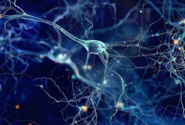 الهام از رابطه قارچ و ریشه گیاه برای طراحی نانوربات پروتز عصبی