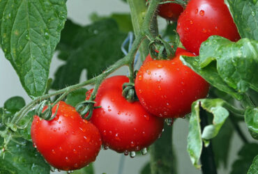 غنی‌سازی گوجه‌فرنگی با فناوری‌نانو انجام شد!