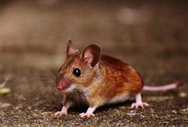 با تزریق نانوذرات، موش‌ها می‌توانند در شب ببینند!