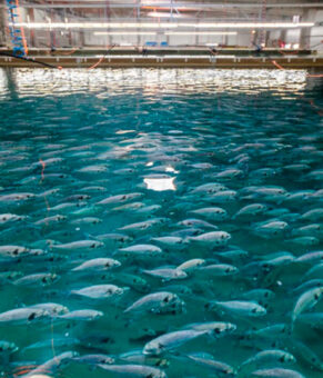 استخرهای پرورش ماهی از پوشش فوق آبگریز بهره‌مند می‌شوند