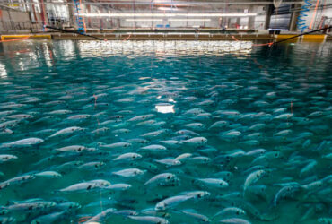 استخرهای پرورش ماهی از پوشش فوق آبگریز بهره‌مند می‌شوند