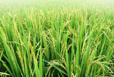 نوعی نانوکامپوزیت‌ برای کنترل بیماری در گیاه برنج استفاده شد