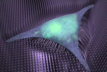 نانوسیم‌ها انتقال سلول‌های بنیادی به استخوان را تسریع می‌کنند