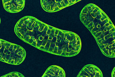 نانولوله‌ها DNA را وارد میتوکندری گیاه کردند