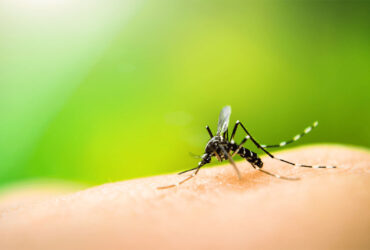 واکسن‌های mRNA برای مقابله با مالاریا توسعه می‌یابند