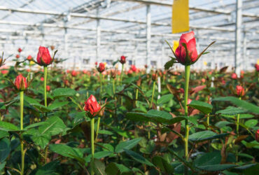 رضایت گلخانه‌دار از فناوری نانوحباب/ افزایش کیفی و کمی پرورش گل رُز