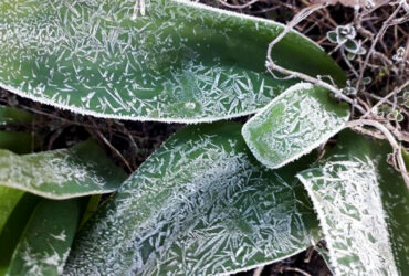 چگونه یخ‌زدگی روی برخی گیاهان اثر مخربی ندارد؟