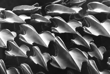 پوست کوسه الهام بخش تولید نانوپوشش‌های پیشرفته می‌شود