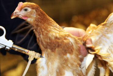 بررسی واکسن‌های نانویی روی ایمنی مرغ‌ها در برابر ویروس برونشیت عفونی