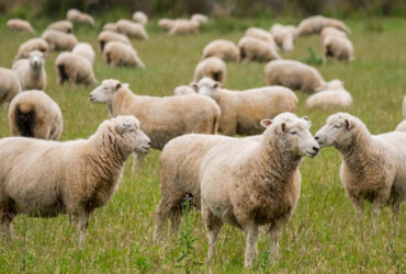 بهبود باروری گله گوسفند با به کارگیری فناوری نانو