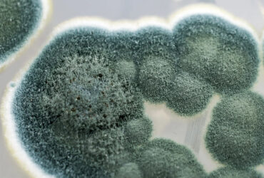 قارچ‌ها نانوذرات با خواص ضدمیکروبی تولید کردند