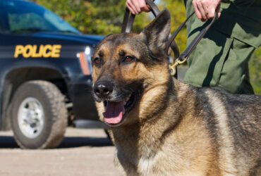 فناوری‌نانو از سگ‌های پلیس هم محافظت می‌کند
