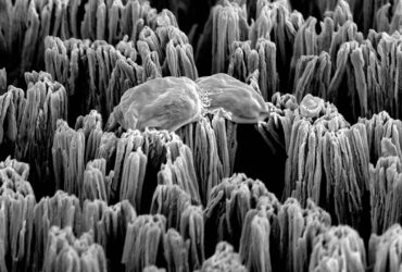 توسعه صنعتی پوشش‌هایی که باکتری و قارچ را از بین می‌برد