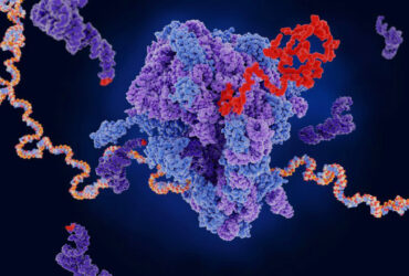 استخراج mRNA از سلول‌های منفرد بدون کشتن سلول امکان‌پذیر است
