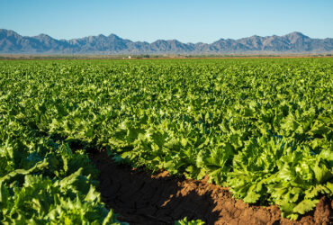 صنعت کشاورزی با فناوری‌نانو متحول می‌شود