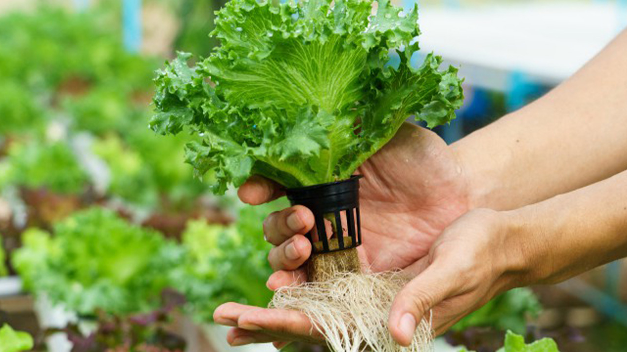 چگونه نانوحباب به سلامتی ریشه‌های گیاه کمک می‌کند؟