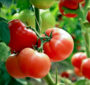 افزایش سطح آنتی اکسیدان‌ها در گوجه فرنگی از طریق آبیاری با نانوحباب هیدروژن