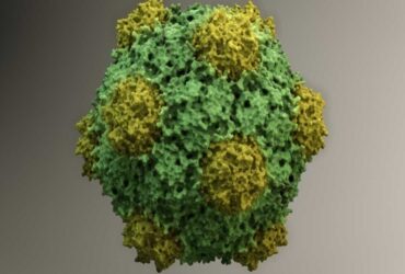 یک ویروس گیاهی در درمان سرطان استفاده شد