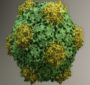 یک ویروس گیاهی در درمان سرطان استفاده شد