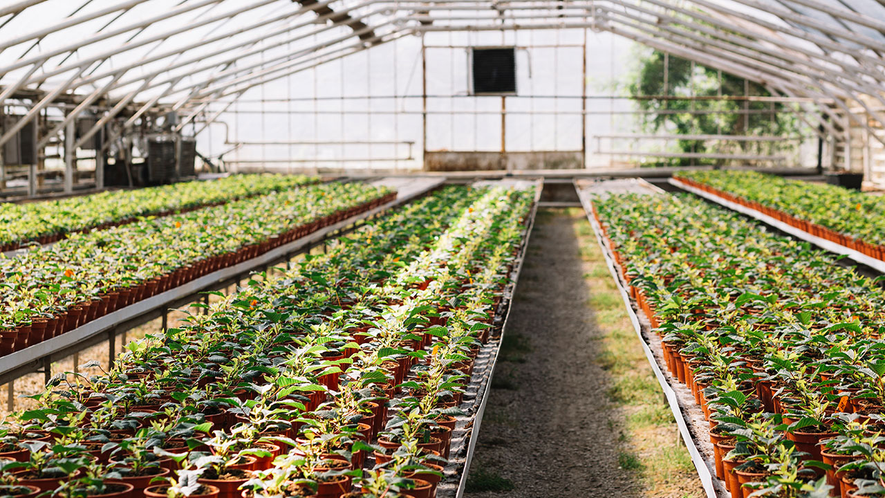 نانوحباب‌ها در گلخانه‌های آمریکا خوش درخشیدند