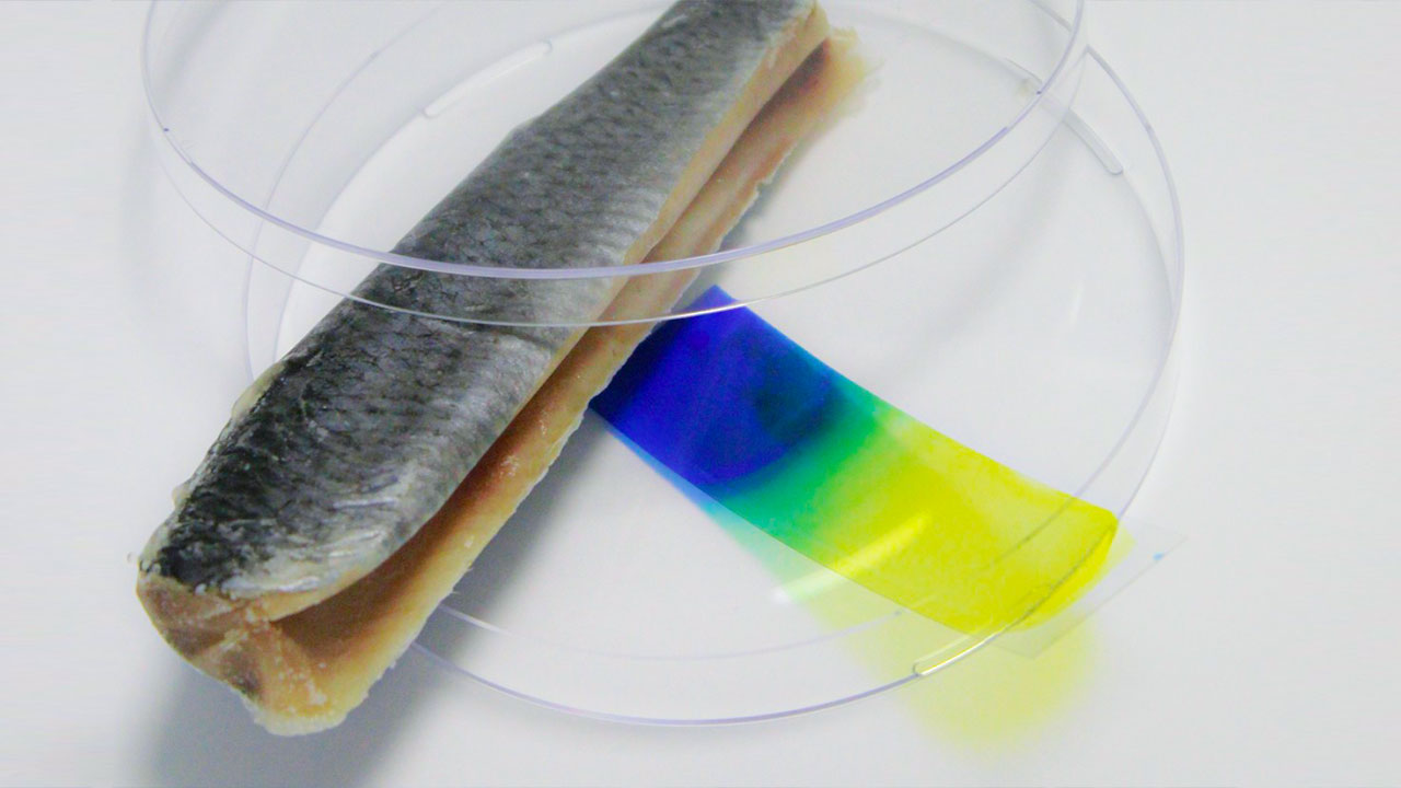 دانشگاه صنعتی اصفهان: تشخیص تازگی ماهی با هیدروژل نانویی