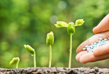 چگونه کودهای نانویی می‌توانند امنیت غذایی جهان را تضمین کنند