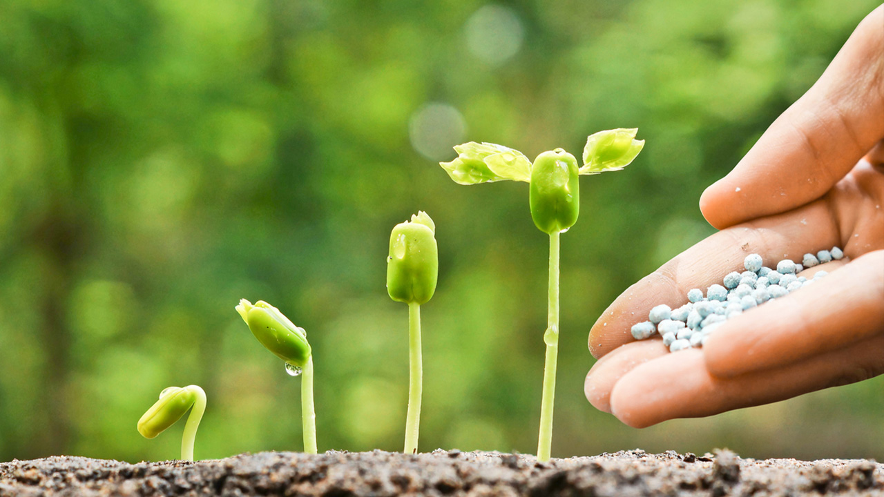 چگونه کودهای نانویی می‌توانند امنیت غذایی جهان را تضمین کنند