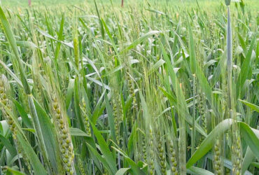 از حس خاک تا نطق نیشکر؛ چگونه فناوری نانو و هوش مصنوعی کشاورزی را دگرگون می‌کنند