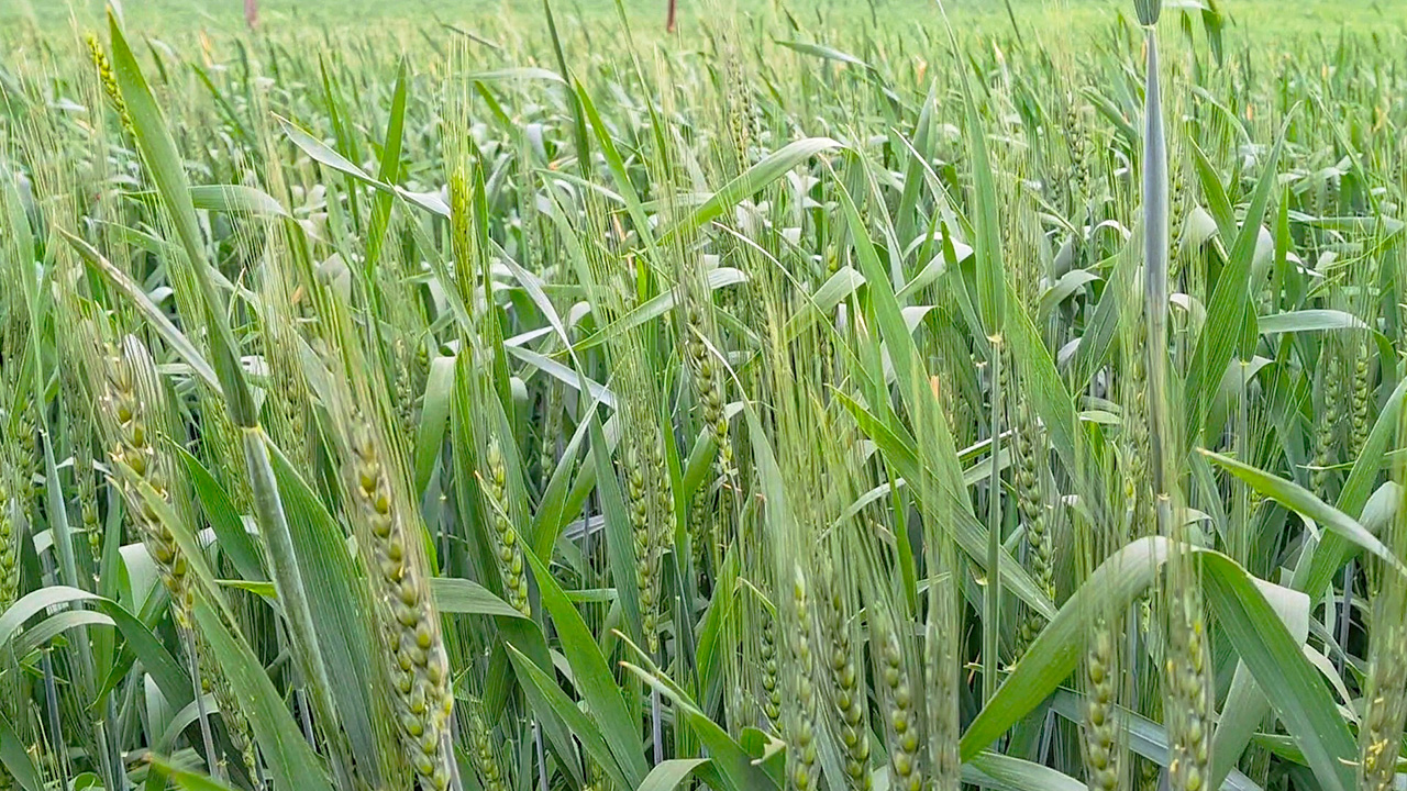 از حس خاک تا نطق نیشکر؛ چگونه فناوری نانو و هوش مصنوعی کشاورزی را دگرگون می‌کنند